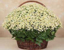 Цветочная композиция из Ромашки в корзине #REPLACE_PRED# Холмске